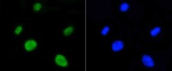 HistoneH4 Rabbit anti-Human, Clone: SR31-07, Novus Biologicals 100&mu;L:Antibodies,